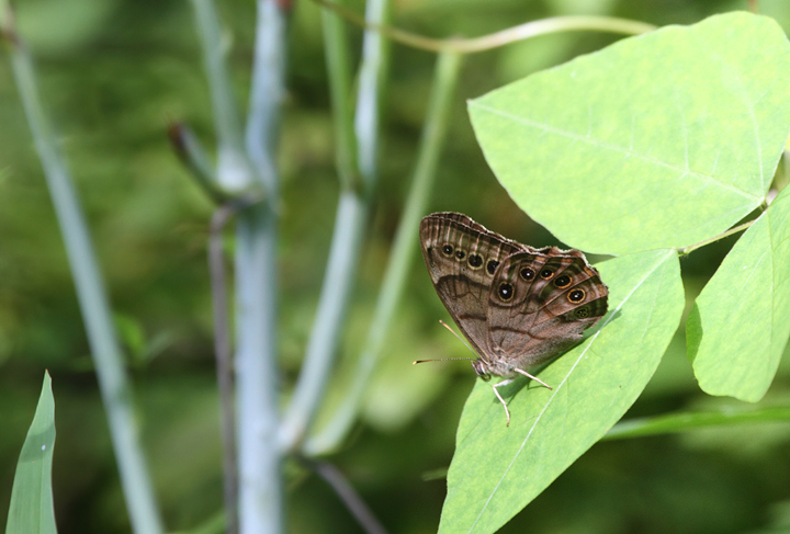 A Northern Pearly-Eye in Montgomery Co., Maryland (6/12/2010). Photo by Bill Hubick.