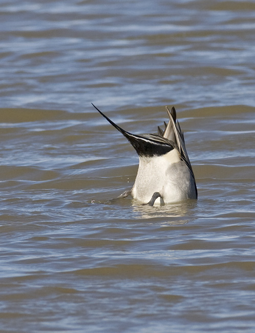 An easy one. A drake Northern Pintail