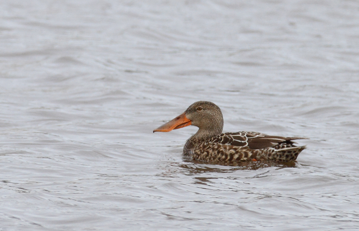 Northern Shovelers at Bayside Development Pond, Worcester Co., Maryland (1/24/2010). Photo by Bill Hubick.