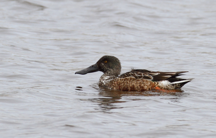 Northern Shovelers at Bayside Development Pond, Worcester Co., Maryland (1/24/2010). Photo by Bill Hubick.