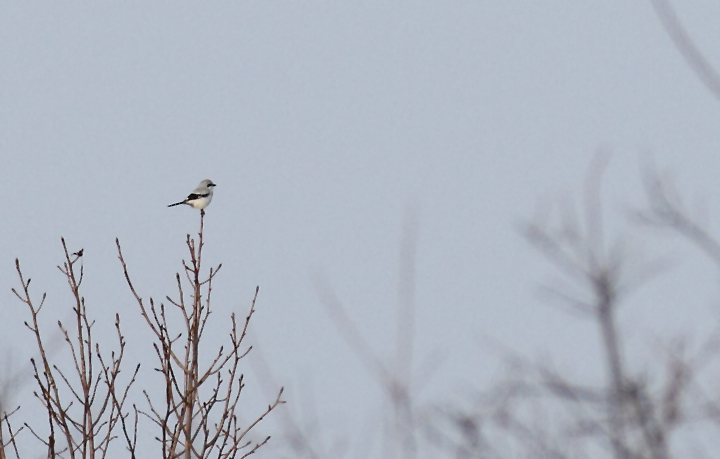A Northern Shrike on Assateague Island, Maryland (12/5/2010). Found on the Rarity Roundup (11/13) by Mike Walsh and Ron Gutberlet and continuing over a large area around Bayside Campground. Photo by Bill Hubick.
