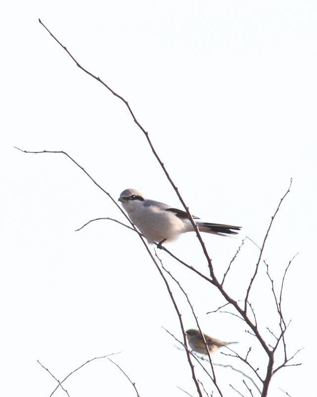 A Northern Shrike on Assateague Island, Maryland (12/5/2010). Found on the Rarity Roundup (11/13) by Mike Walsh and Ron Gutberlet and continuing over a large area around Bayside Campground. Photo by Bill Hubick.