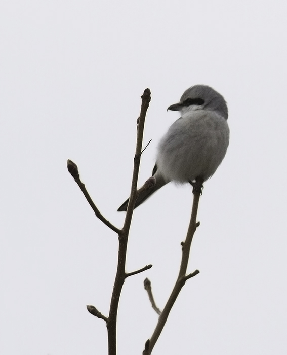 The continuing Northern Shrike that has successfully wintered on Assateague Island, Maryland (2/27/2011). Photo by Bill Hubick.