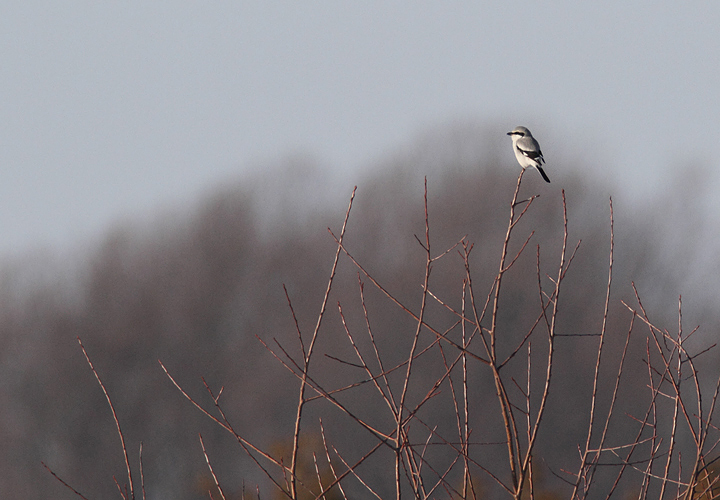 The continuing Northern Shrike at Chino Farms in Queen Anne's Co., Maryland (12/24/2009).