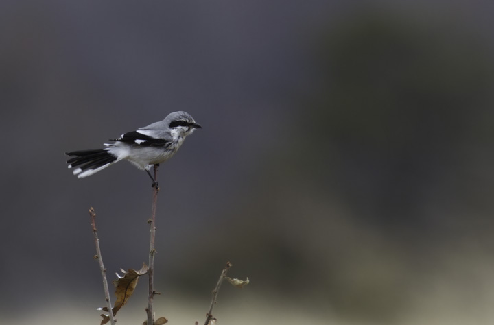 The Chino Farms Northern Shrike permits a brief photo shoot on a rainy March morning (3/6/2011). Photo by Bill Hubick.