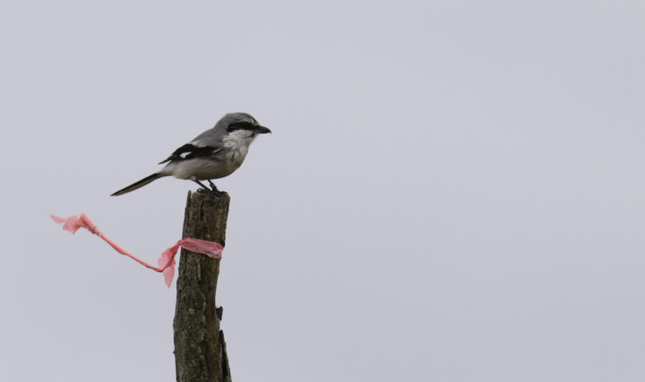 The Chino Farms Northern Shrike permits a brief photo shoot on a rainy March morning (3/6/2011). Photo by Bill Hubick.