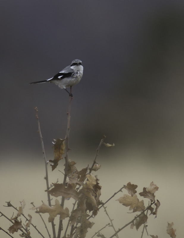 The Chino Farms Northern Shrike permits a brief photo shoot on a rainy March morning (3/6/2011). Photo by Bill Hubick.