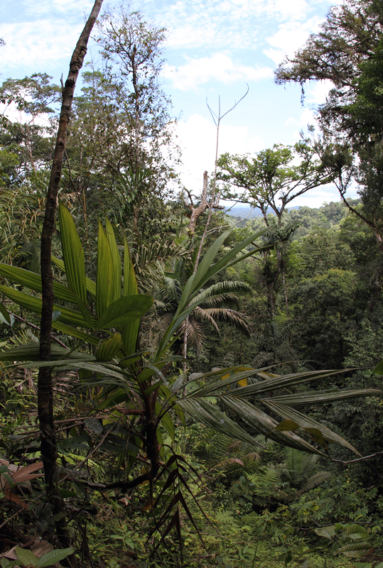 A small opening in the rainforest at Nusagandi (click image for large full-size). Photo by Bill Hubick.