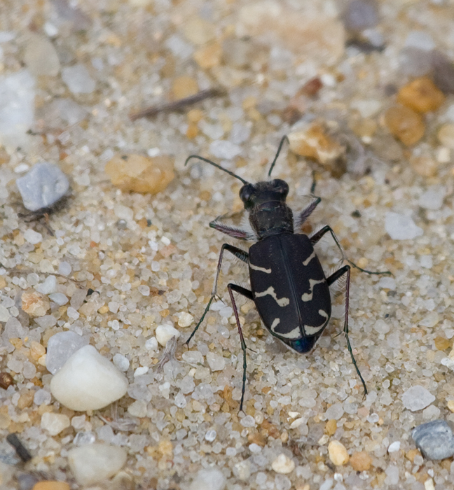 A presumed Oblique-lined Tiger Beetle in Idyllwild, Caroline Co., Maryland (10/2/2009).