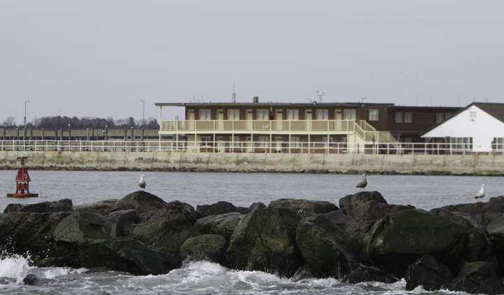 Ocean City as seen from the eiders hiding south of the south jetty. When the Morning Star took us to the south side of the jetty to have a look, we found... [drumroll]... some scoters. Photo by Bill Hubick.