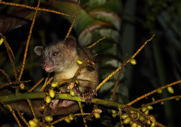 This delightful creature, an Olingo, was willing to approach our huts in Nusagandi, Panama to take advantage of an  abundance of palm fruit. Photo by Bill Hubick.