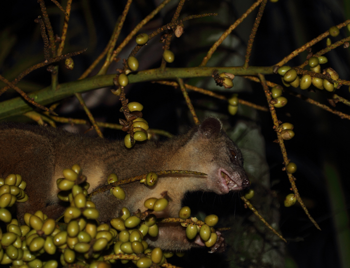 When the lodge's vehicle returned in the late evening, the Olingo ran to the edge of the tree to investigate. Photo by Bill Hubick.