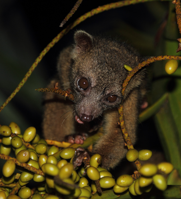 This delightful creature, an Olingo, was willing to approach our huts in Nusagandi, Panama to take advantage of an  abundance of palm fruit. Photo by Bill Hubick.