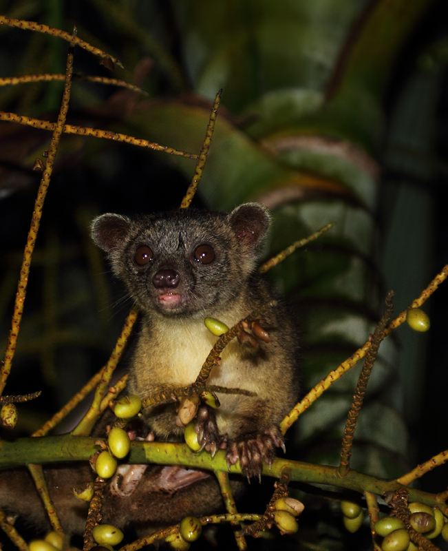 This delightful creature, an Olingo, was willing to approach our huts in Nusagandi, Panama to take advantage of an  abundance of palm fruit. Photo by Bill Hubick.