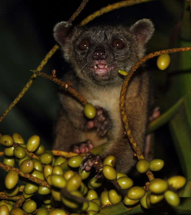 When the lodge's vehicle returned in the late evening, the Olingo ran to the edge of the tree to investigate. Photo by Bill Hubick.