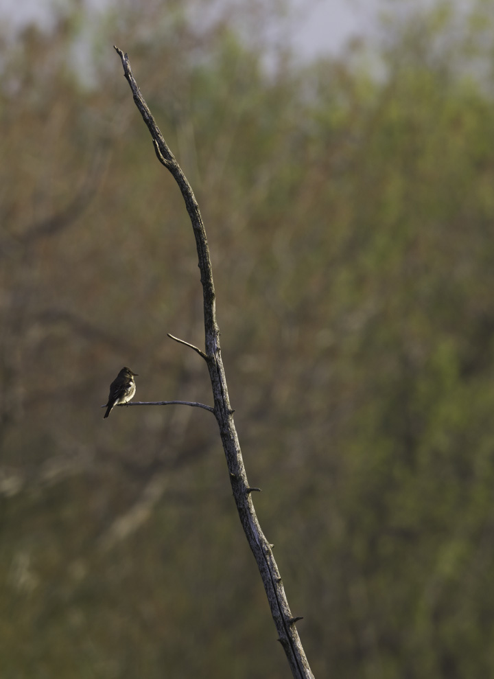 An Olive-sided Flycatcher at Finzel Swamp in Garrett Co., Maryland (5/21/2011). Photo by Bill Hubick.
