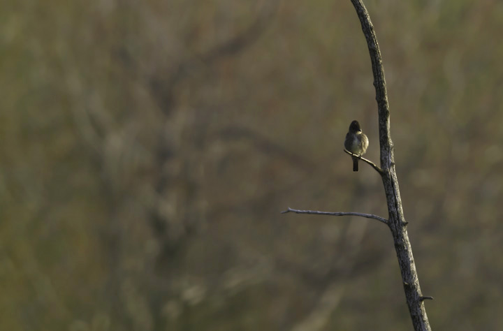 An Olive-sided Flycatcher at Finzel Swamp in Garrett Co., Maryland (5/21/2011). Photo by Bill Hubick.