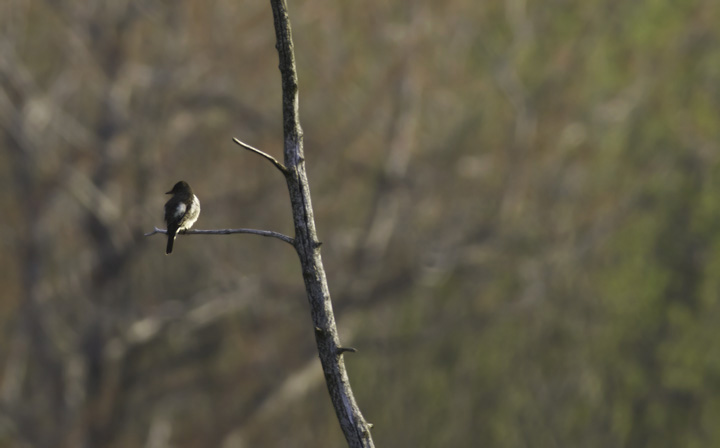 An Olive-sided Flycatcher at Finzel Swamp in Garrett Co., Maryland (5/21/2011). Photo by Bill Hubick.