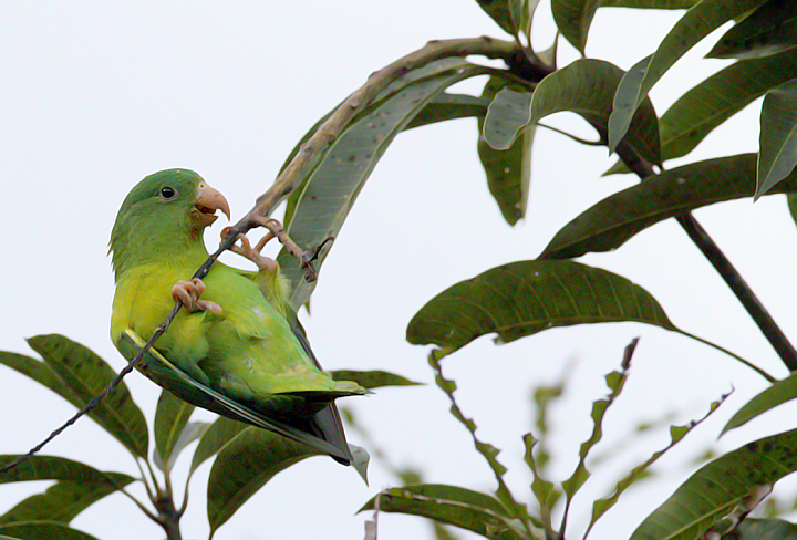 Orange-chinned Parakeets enjoying the good life in Gamboa, Panama (July 2010). Photo by Bill Hubick.