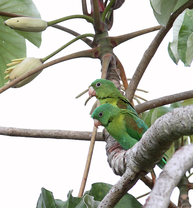 Bill Hubick Photography - 7/21/2010 - Panama Wildlife - Page 2