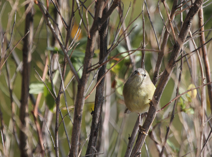One of two Orange-crowned Warblers found near Ocean City, Maryland (12/5/2010). Photo by Bill Hubick.
