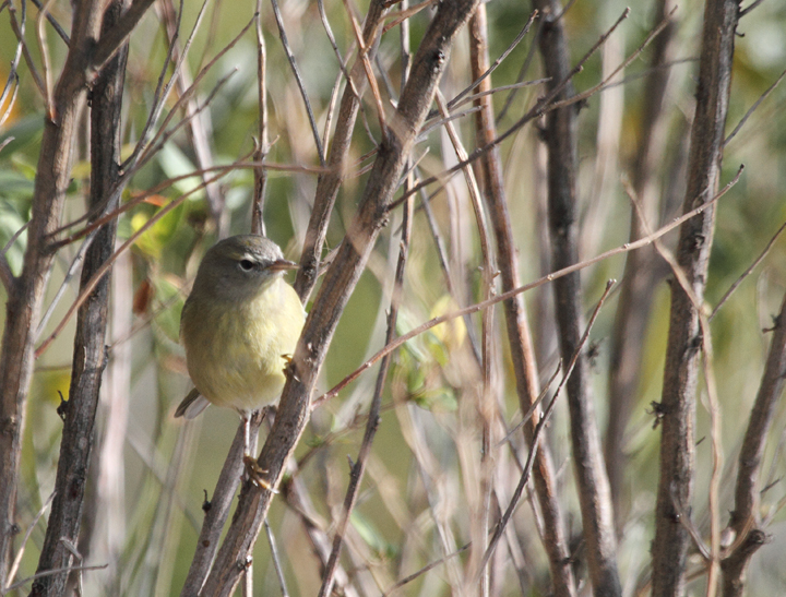 One of two Orange-crowned Warblers found near Ocean City, Maryland (12/5/2010). Photo by Bill Hubick.