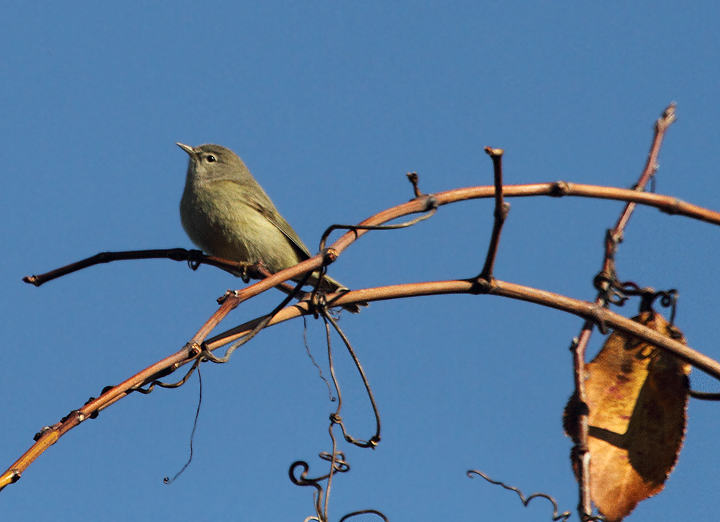 An Orange-crowned Warbler at Point Lookout, Maryland (11/20/2010). Photo by Bill Hubick.