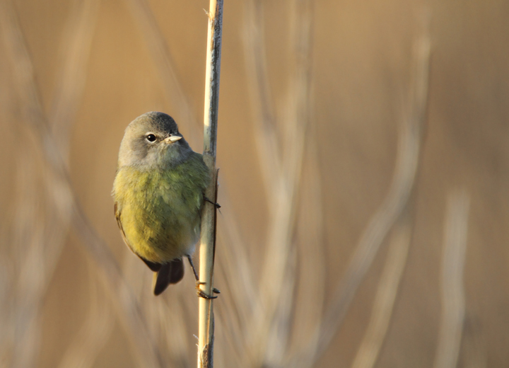 An Orange-crowned Warbler in Wicomico Co., Maryland (1/16/2011). Photo by Bill Hubick.