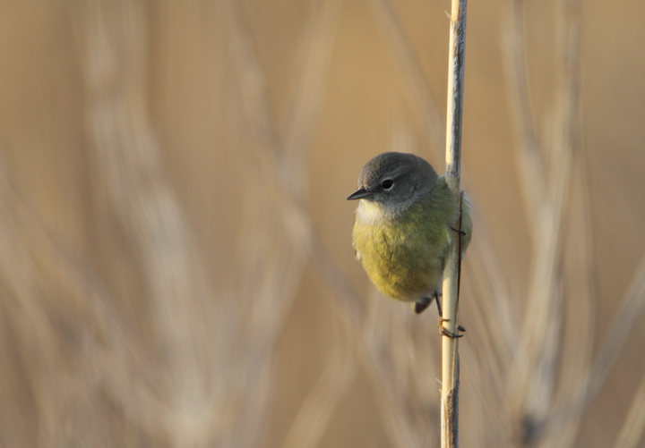 An Orange-crowned Warbler in Wicomico Co., Maryland (1/16/2011). Photo by Bill Hubick.