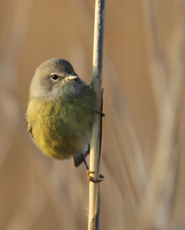 One more of the Orange-crowned. It's so rare that one cooperates! Photo by Bill Hubick.