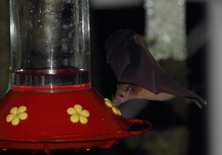An Orange Nectar Bat ensures that all hummingbird feeders are empty at dawn - near El Valle, Panama (7/11/2010). Photo by Bill Hubick.