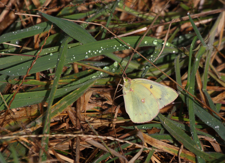 An Orange Sulfur at Pocomoke Sound WMA, Somerset Co., Maryland (10/25/2009).