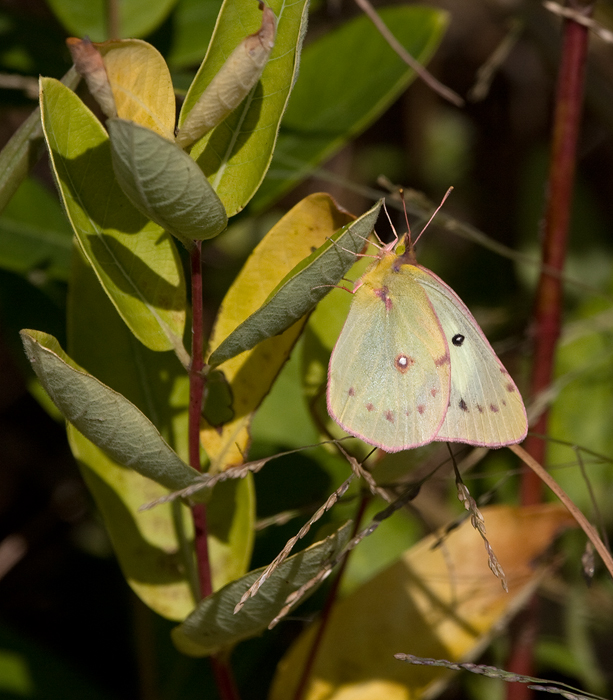 A white-form female Orange Sulfur at Eastern Neck NWR, Kent Co., Maryland (10/1/2009).