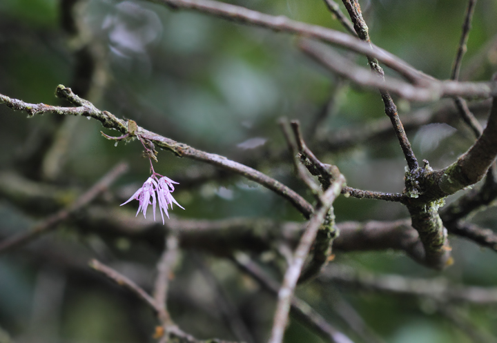 A tiny orchid blooming in a tree at Las Mozas, Panama (7/11/2010). Photo by Bill Hubick.