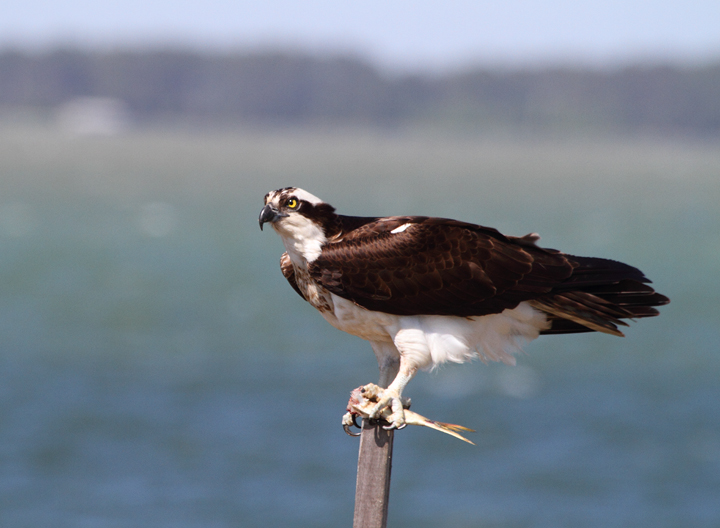 An Osprey feeding off Middle Hoooper Island, Maryland (5/8/2010). Photo by Bill Hubick.