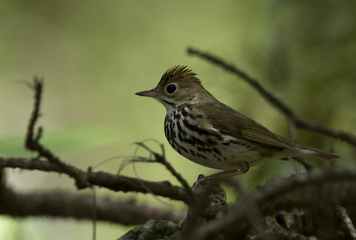 An Ovenbird's attempt to terrify me has the opposite effect - Somerset Co., Maryland (5/11/2011). Photo by Bill Hubick.