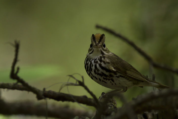 An Ovenbird's attempt to terrify me has the opposite effect - Somerset Co., Maryland (5/11/2011). Photo by Bill Hubick.