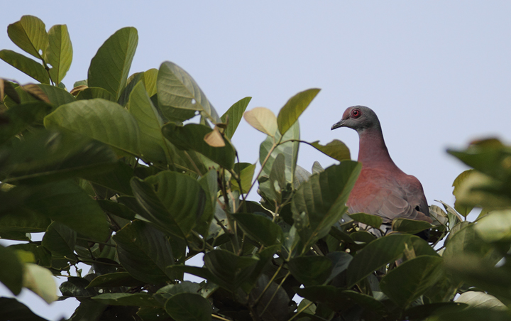 A Pale-vented Pigeon nearly avoids detection (Gamboa, Panama, July 2010). Photo by Bill Hubick.