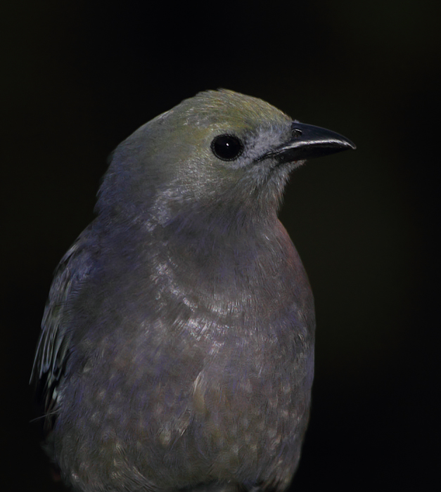 This Palm Tanager and its mate were nesting at the Canopy Tower. The subtle beauty of this ubiquitous rainforest species is certainly underappreciated. (Gamboa, August 2010) Photo by Bill Hubick.