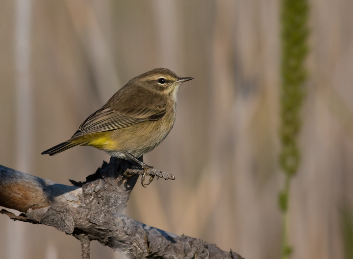 Western Palm Warbler at Eastern Neck NWR, Maryland (10/1/2009).