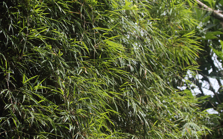 The Blue Seedeater is a very rare and local breeder in Panama. Unlike elsewhere in its range, it occurs here as high-elevation bamboo specialist. Favored habitat shown below. Photo by Bill Hubick.