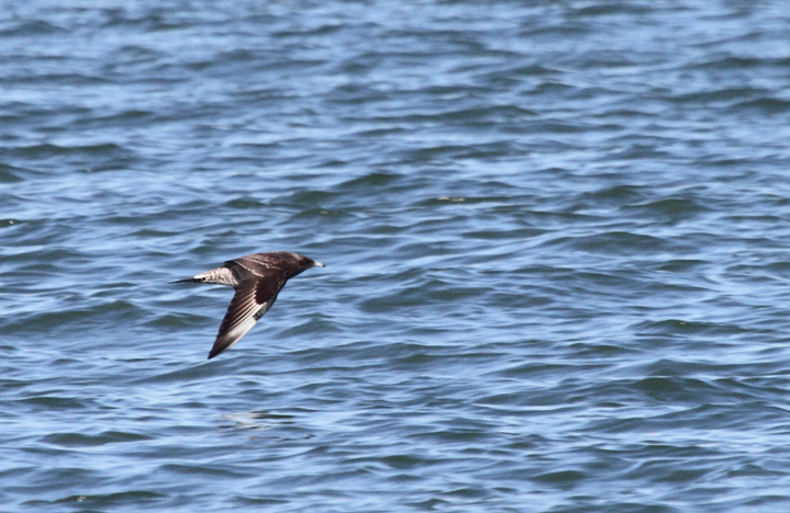 Juvenile Parasitic Jaegers over San Francisco Bay, California (9/24/2010). Photo by Bill Hubick.