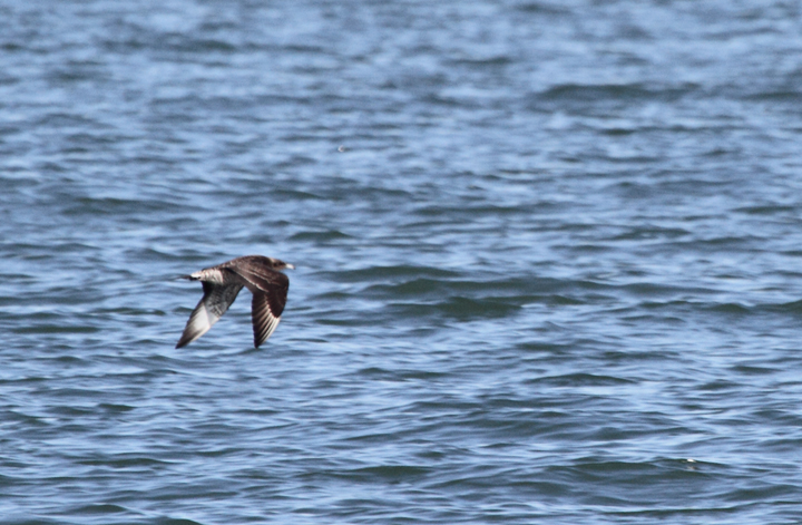 Juvenile Parasitic Jaegers over San Francisco Bay, California (9/24/2010). Photo by Bill Hubick.