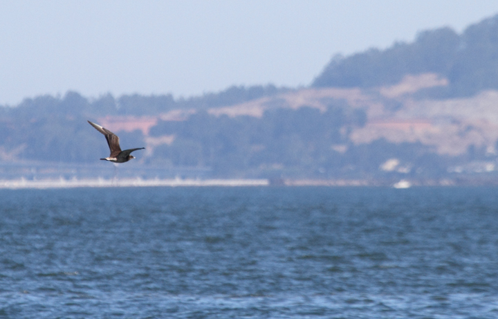 Juvenile Parasitic Jaegers over San Francisco Bay, California (9/24/2010). Photo by Bill Hubick.