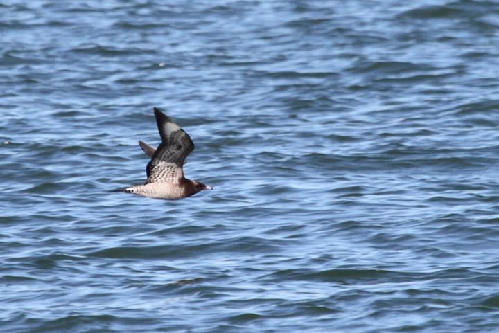 Juvenile Parasitic Jaegers over San Francisco Bay, California (9/24/2010). Photo by Bill Hubick.