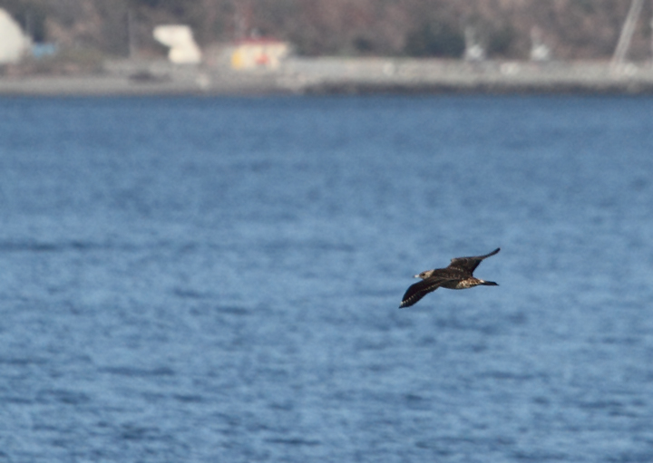 Juvenile Parasitic Jaegers over San Francisco Bay, California (9/24/2010). Photo by Bill Hubick.