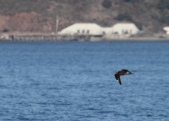 Juvenile Parasitic Jaegers over San Francisco Bay, California (9/24/2010). Photo by Bill Hubick.