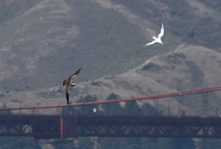 More juvenile Parasitic Jaegers shaking down Elegant Terns for their lunch money. I usually don't cheer for the bully, but jaegers are just too damn cool. Also, those terns are <em>fast</em>. Photo by Bill Hubick.