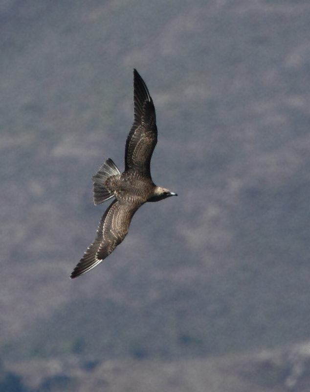 More juvenile Parasitic Jaegers shaking down Elegant Terns for their lunch money. I usually don't cheer for the bully, but jaegers are just too damn cool. Also, those terns are <em>fast</em>. Photo by Bill Hubick.