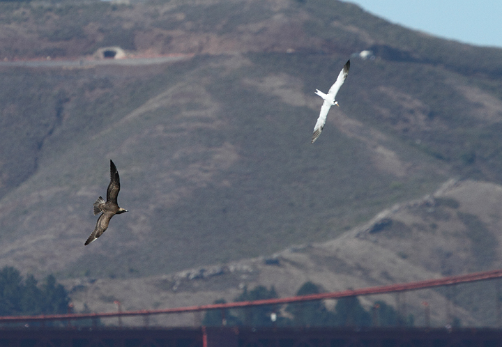 More juvenile Parasitic Jaegers shaking down Elegant Terns for their lunch money. I usually don't cheer for the bully, but jaegers are just too damn cool. Also, those terns are <em>fast</em>. Photo by Bill Hubick.